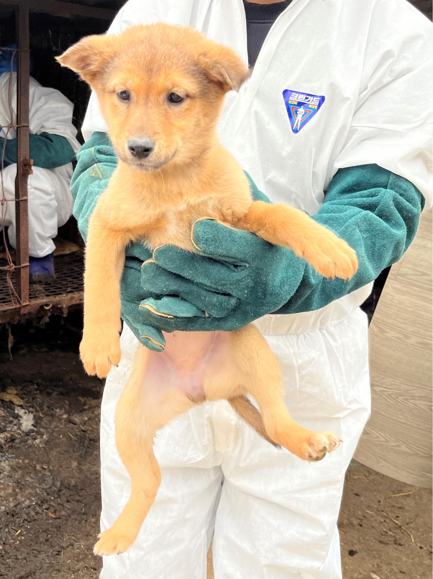 진도개메디컬센터_446500202300168